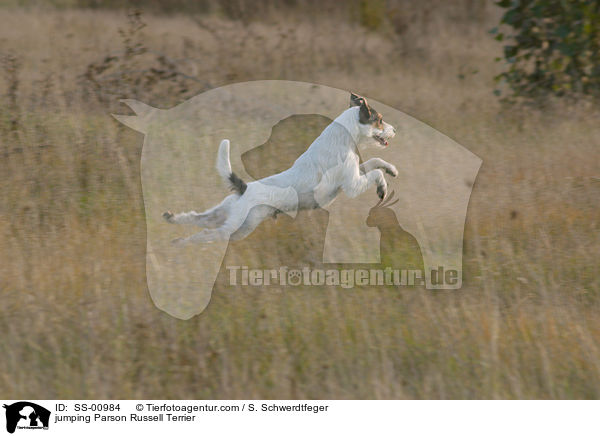springender Parson Russell Terrier / jumping Parson Russell Terrier / SS-00984