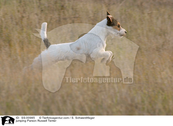 springender Parson Russell Terrier / jumping Parson Russell Terrier / SS-00985
