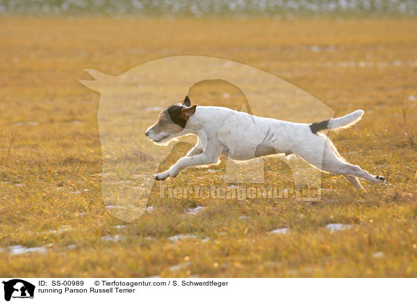 rennender Parson Russell Terrier / running Parson Russell Terrier / SS-00989