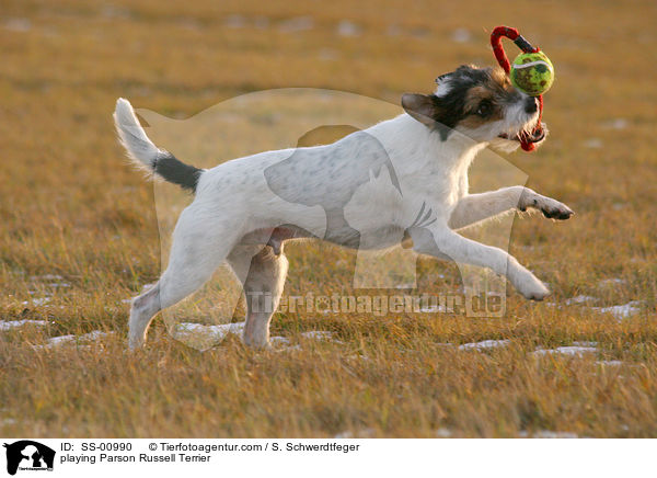 spielender Parson Russell Terrier / playing Parson Russell Terrier / SS-00990