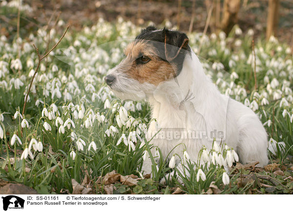 Parson Russell Terrier in snowdrops / SS-01161