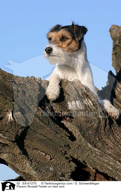 Parson Russell Terrier on tree root / SS-01270