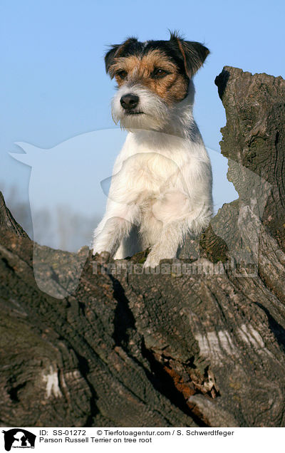 Parson Russell Terrier auf Baumwurzel / Parson Russell Terrier on tree root / SS-01272