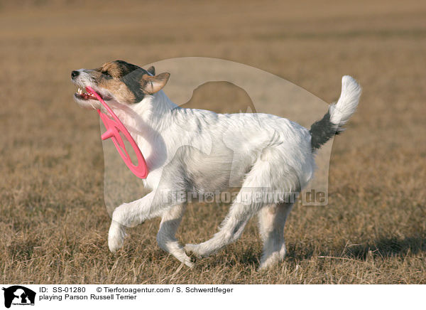 playing Parson Russell Terrier / SS-01280