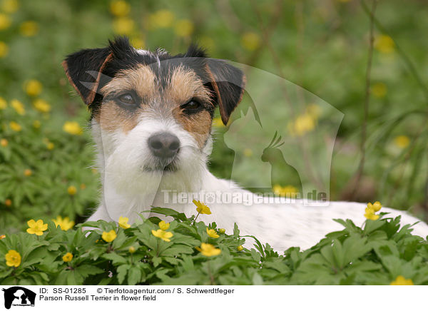 Parson Russell Terrier in flower field / SS-01285