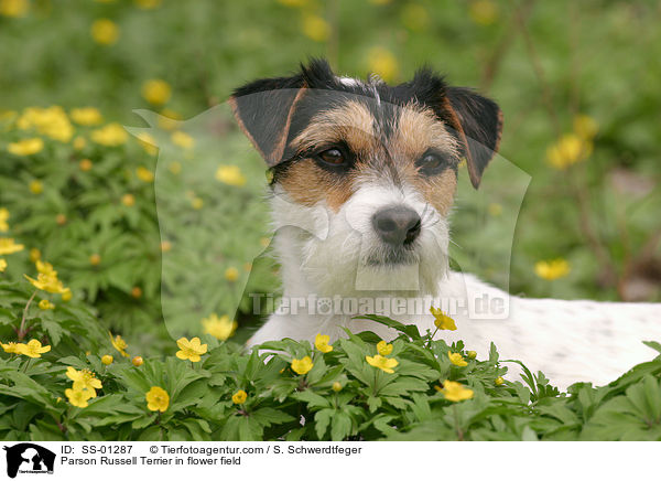 Parson Russell Terrier in Blumenwiese / Parson Russell Terrier in flower field / SS-01287