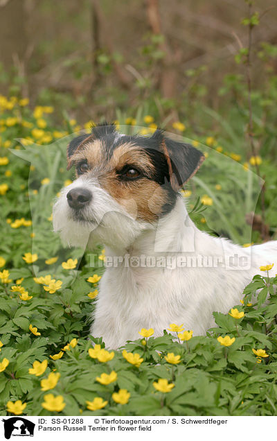 Parson Russell Terrier in flower field / SS-01288