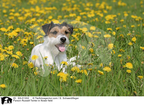 Parson Russell Terrier in flower field / SS-01302