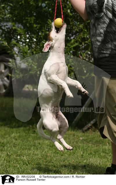 Parson Russell Terrier / RR-02208