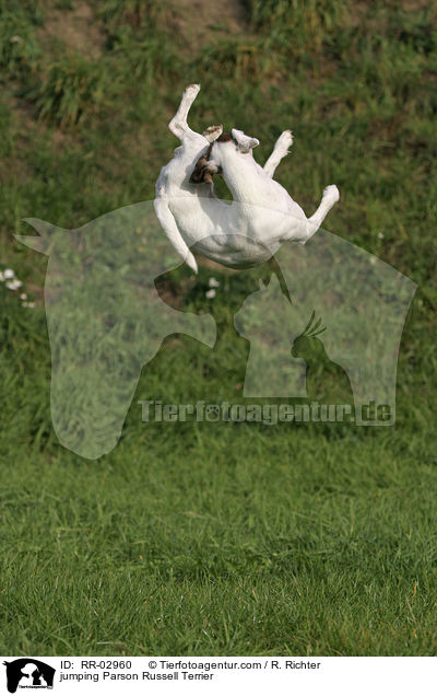 jumping Parson Russell Terrier / RR-02960
