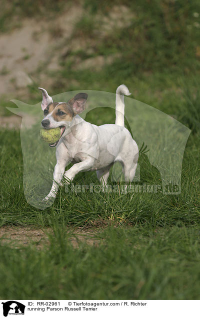 running Parson Russell Terrier / RR-02961