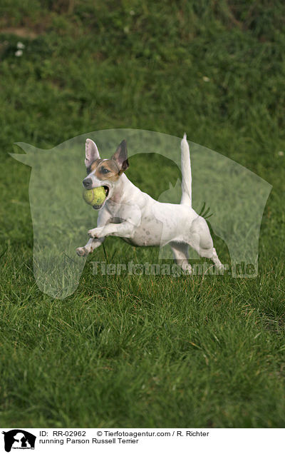 running Parson Russell Terrier / RR-02962