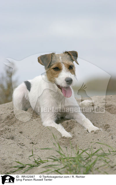 lying Parson Russell Terrier / RR-02987
