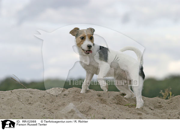 Parson Russell Terrier / RR-02988