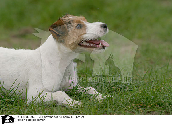 Parson Russell Terrier / RR-02993