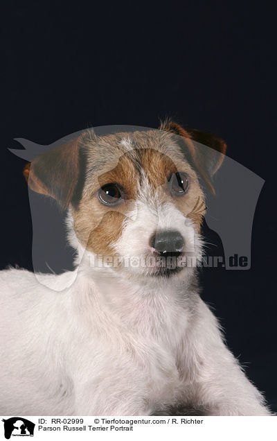 Parson Russell Terrier Portrait / Parson Russell Terrier Portrait / RR-02999