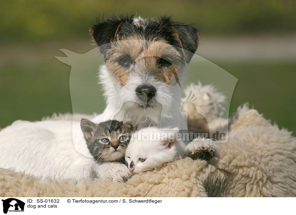dog and cats / SS-01632