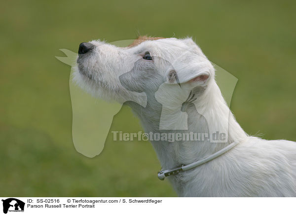 Parson Russell Terrier Portrait / Parson Russell Terrier Portrait / SS-02516