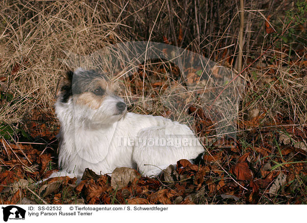 liegender Parson Russell Terrier / lying Parson Russell Terrier / SS-02532
