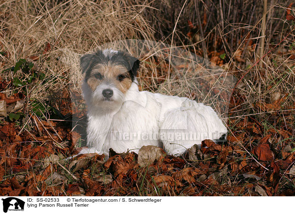 liegender Parson Russell Terrier / lying Parson Russell Terrier / SS-02533
