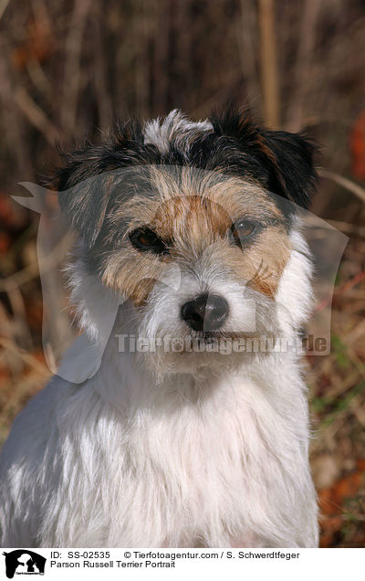 Parson Russell Terrier Portrait / Parson Russell Terrier Portrait / SS-02535
