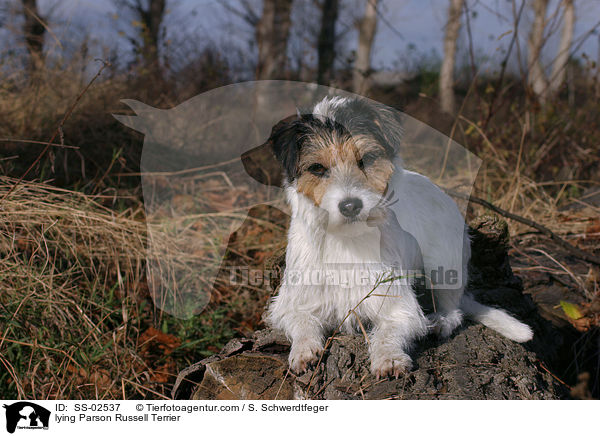 liegender Parson Russell Terrier / lying Parson Russell Terrier / SS-02537