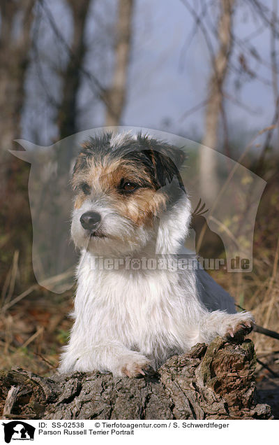 Parson Russell Terrier Portrait / Parson Russell Terrier Portrait / SS-02538