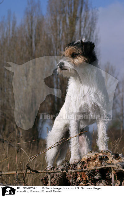 stehender Parson Russell Terrier / standing Parson Russell Terrier / SS-02540