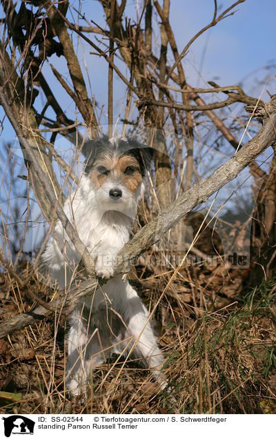 stehender Parson Russell Terrier / standing Parson Russell Terrier / SS-02544
