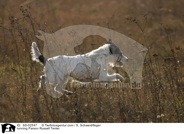 rennender Parson Russell Terrier / running Parson Russell Terrier / SS-02547