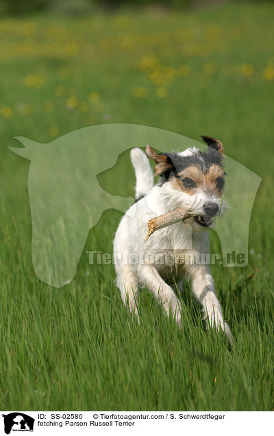 apportierender Parson Russell Terrier / fetching Parson Russell Terrier / SS-02580