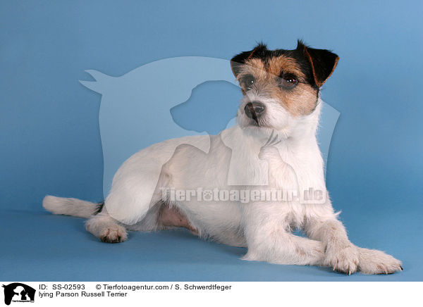 liegender Parson Russell Terrier / lying Parson Russell Terrier / SS-02593
