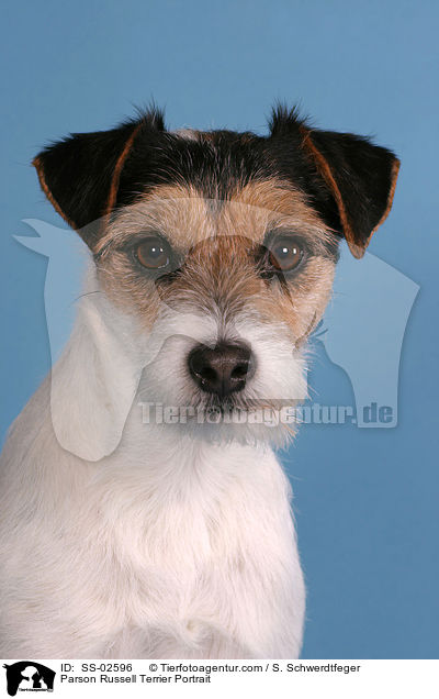 Parson Russell Terrier Portrait / Parson Russell Terrier Portrait / SS-02596