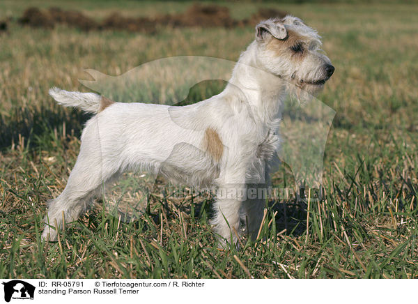 stehender / standing Parson Russell Terrier / RR-05791