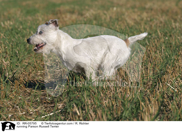 rennender / running Parson Russell Terrier / RR-05795