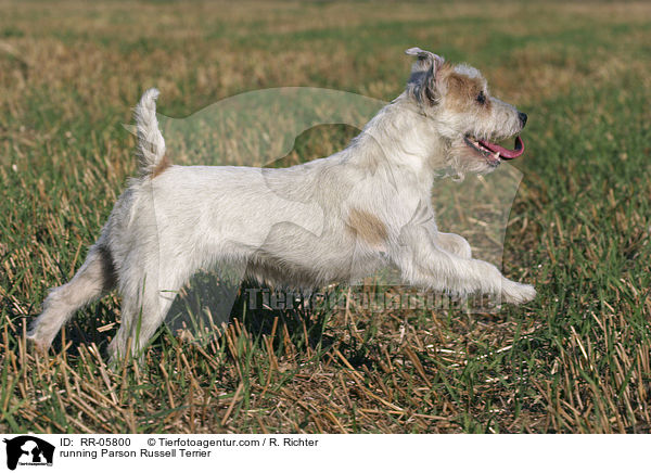 rennender / running Parson Russell Terrier / RR-05800