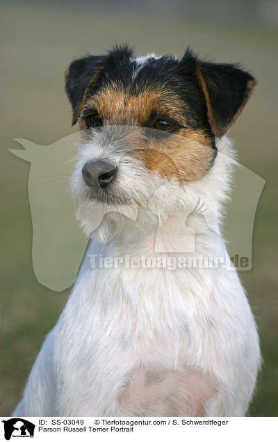 Parson Russell Terrier Portrait / Parson Russell Terrier Portrait / SS-03049