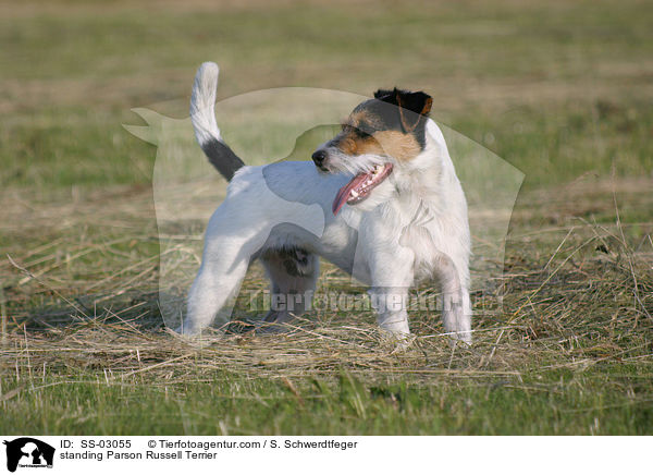 stehender Parson Russell Terrier / standing Parson Russell Terrier / SS-03055