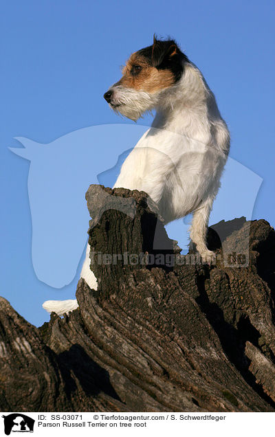 Parson Russell Terrier auf Baumwurzel / Parson Russell Terrier on tree root / SS-03071