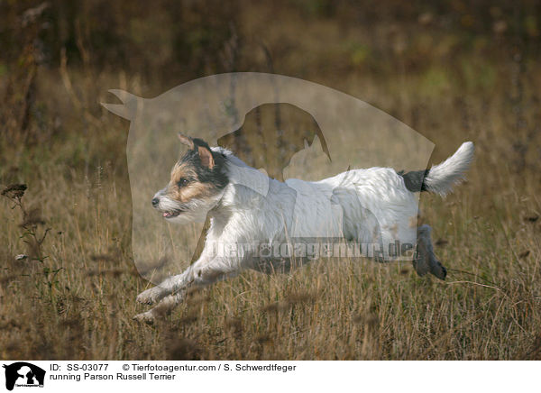 rennender Parson Russell Terrier / running Parson Russell Terrier / SS-03077