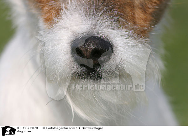 Hundenase / dog nose / SS-03079