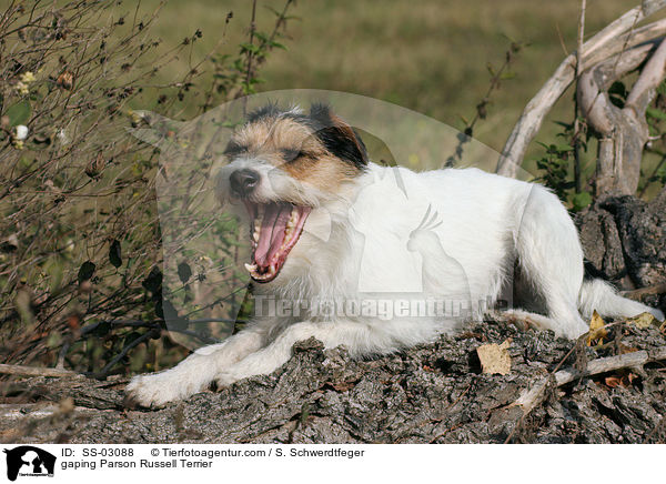ghnender Parson Russell / gaping Parson Russell Terrier / SS-03088