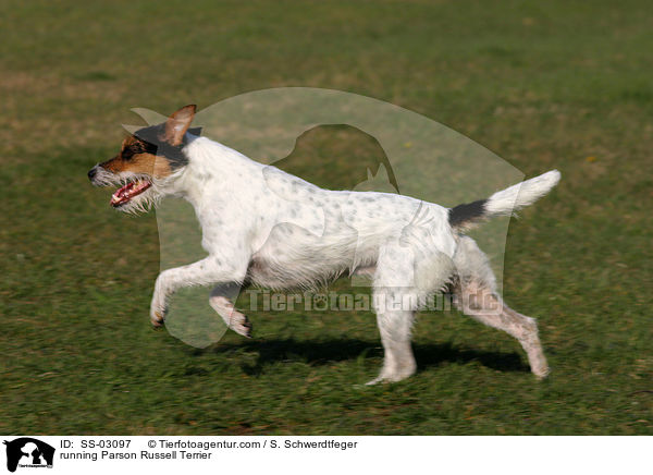 rennender Parson Russell Terrier / running Parson Russell Terrier / SS-03097