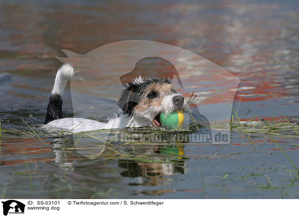 schwimmender Hund / swimming dog / SS-03101