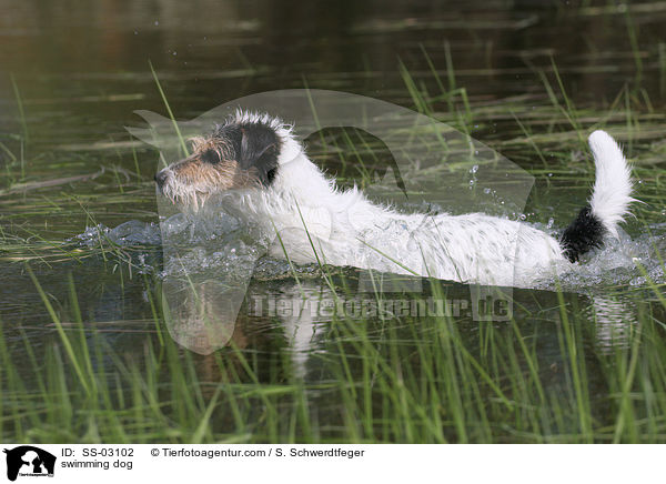 schwimmender Hund / swimming dog / SS-03102