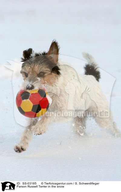 Parson Russell Terrier im Schnee / Parson Russell Terrier in the snow / SS-03185
