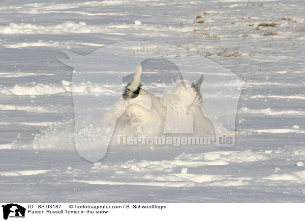 Parson Russell Terrier im Schnee / Parson Russell Terrier in the snow / SS-03187