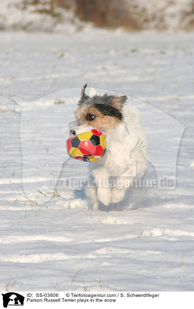 Parson Russell Terrier spielt mit Ball im Schnee / Parson Russell Terrier plays in the snow / SS-03806