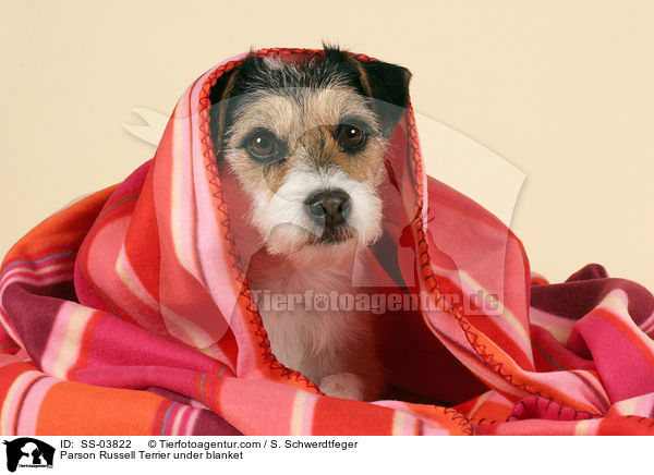 Parson Russell Terrier unter Decke / Parson Russell Terrier under blanket / SS-03822