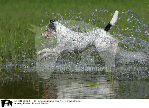 rennender Parson Russell Terrier / running Parson Russell Terrier / SS-03824